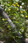 Spotted St. Johnswort